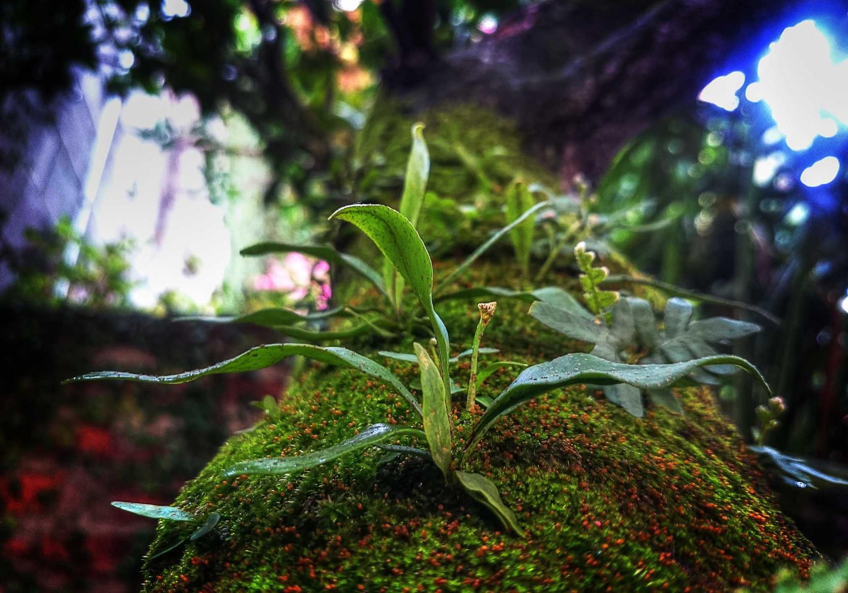 甜橙联盟app详情下载教程