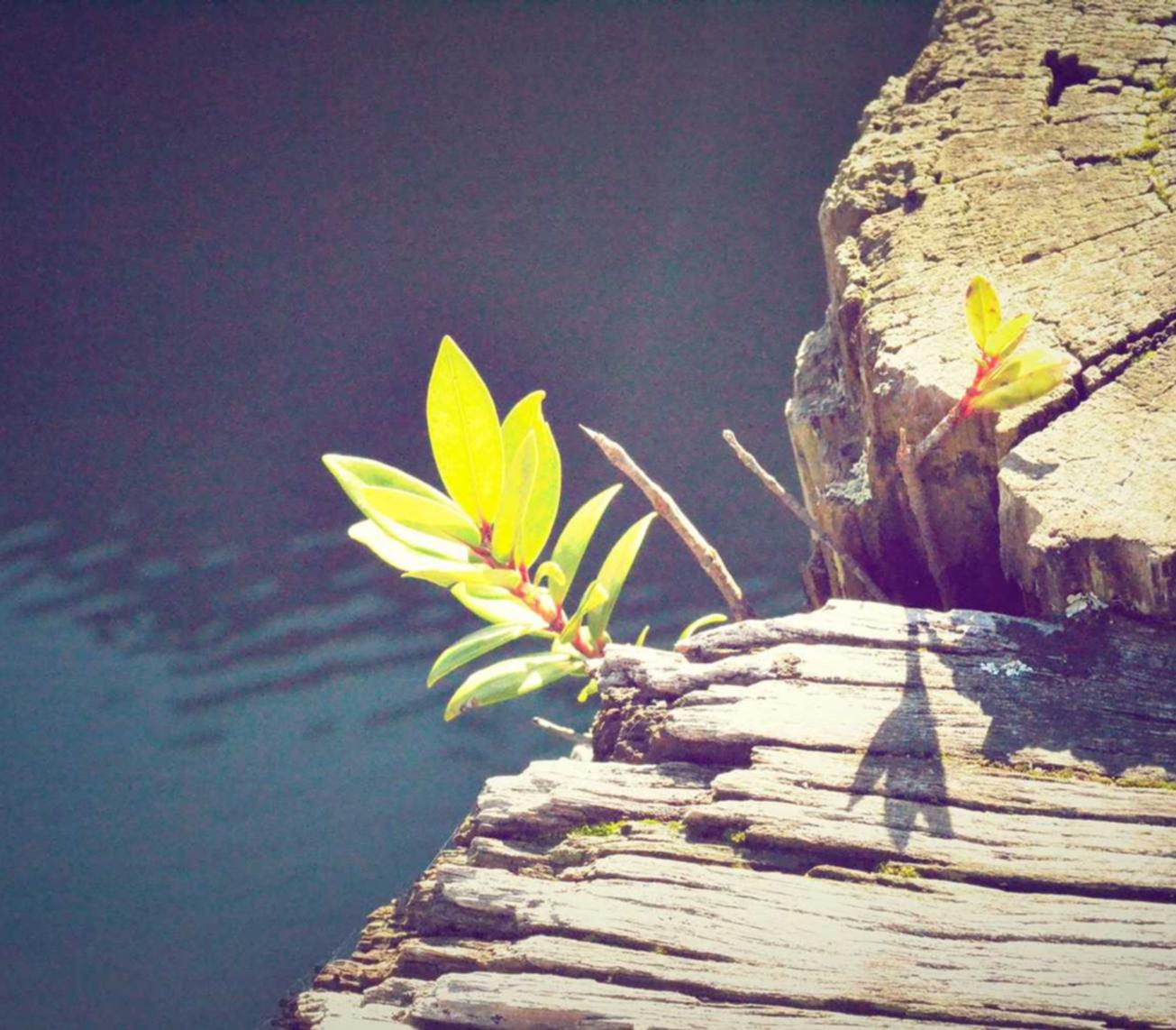 微信号新号白号:大同白酒购买平台