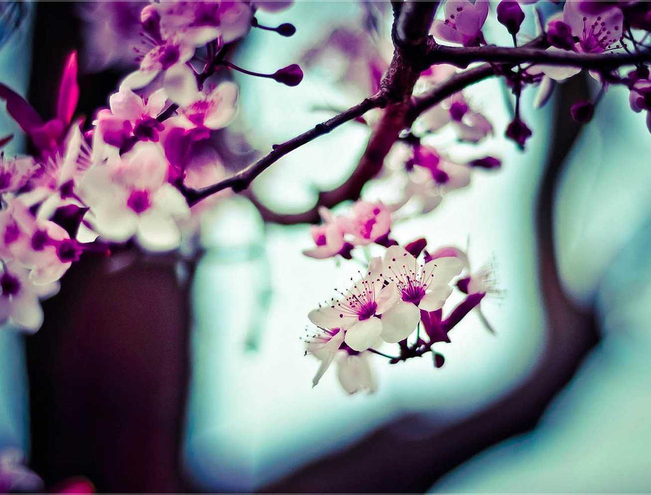 麦田英语app详情下载教程