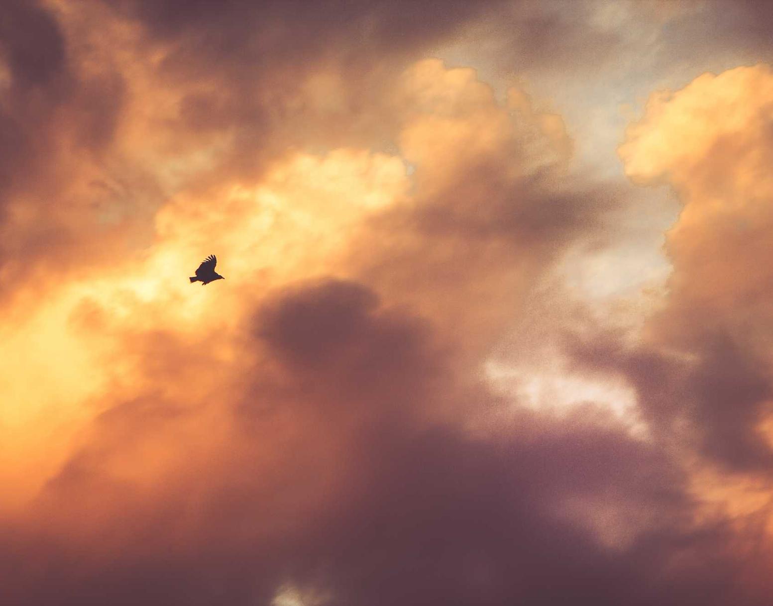 青牛软件实名账号:顺丰骑士如何注册账号