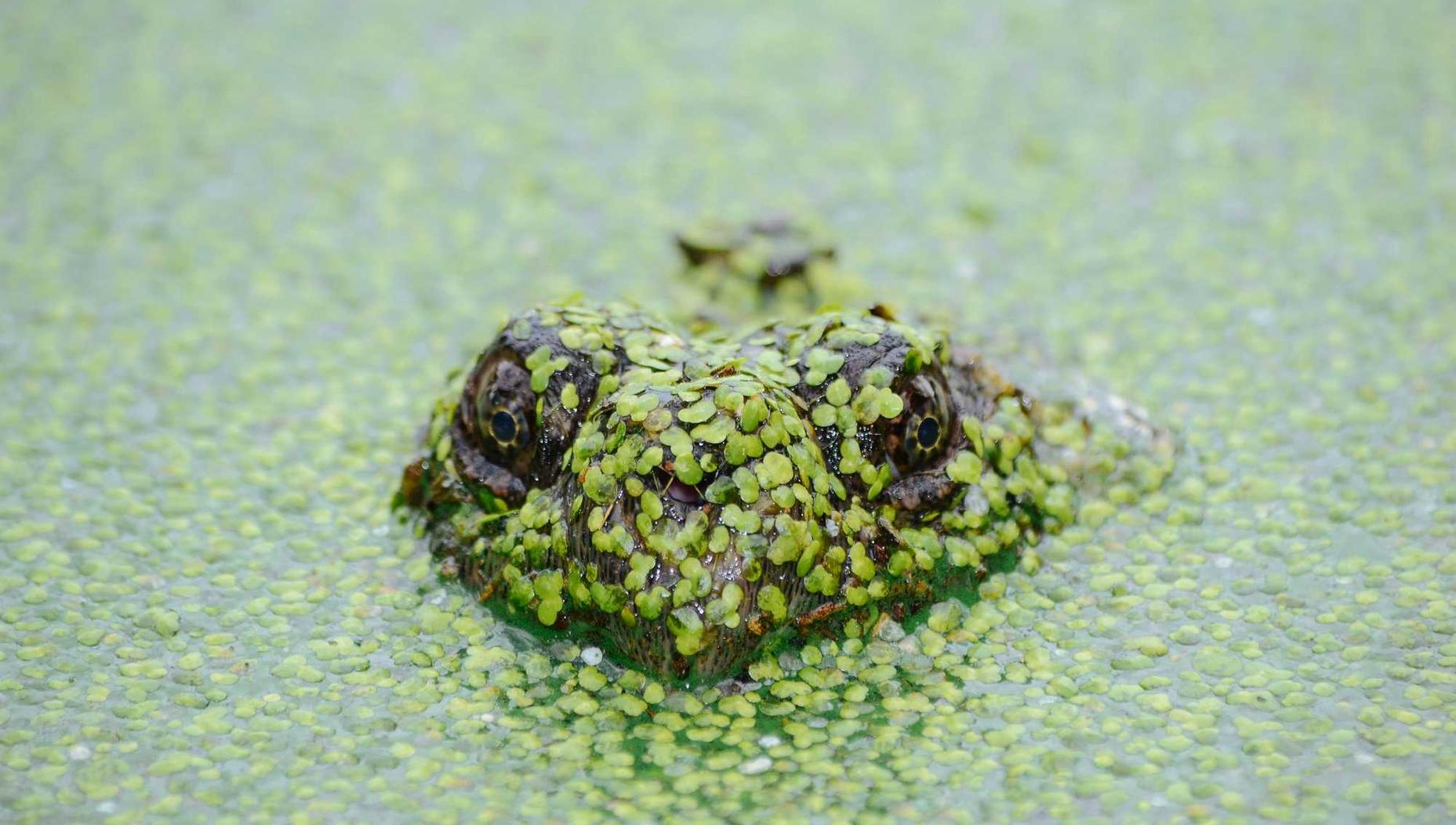 Peel百乐陈皮爆珠（细）：九城平台开户