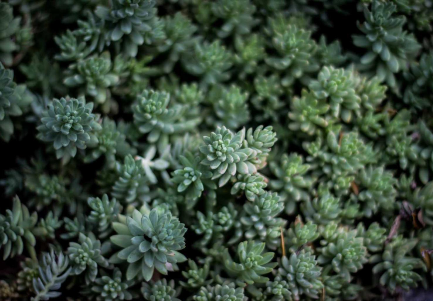 短信营销是否已经过时?