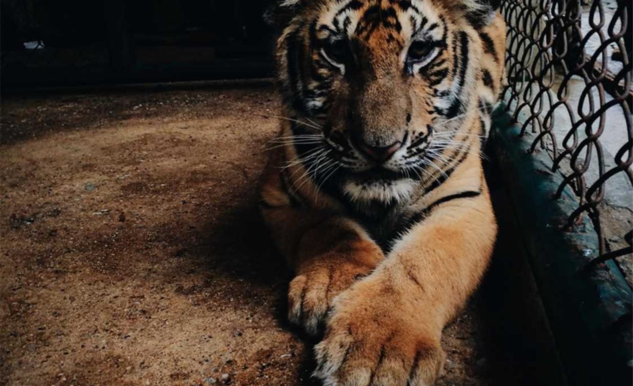 梦幻逍遥:转发图片代理平台