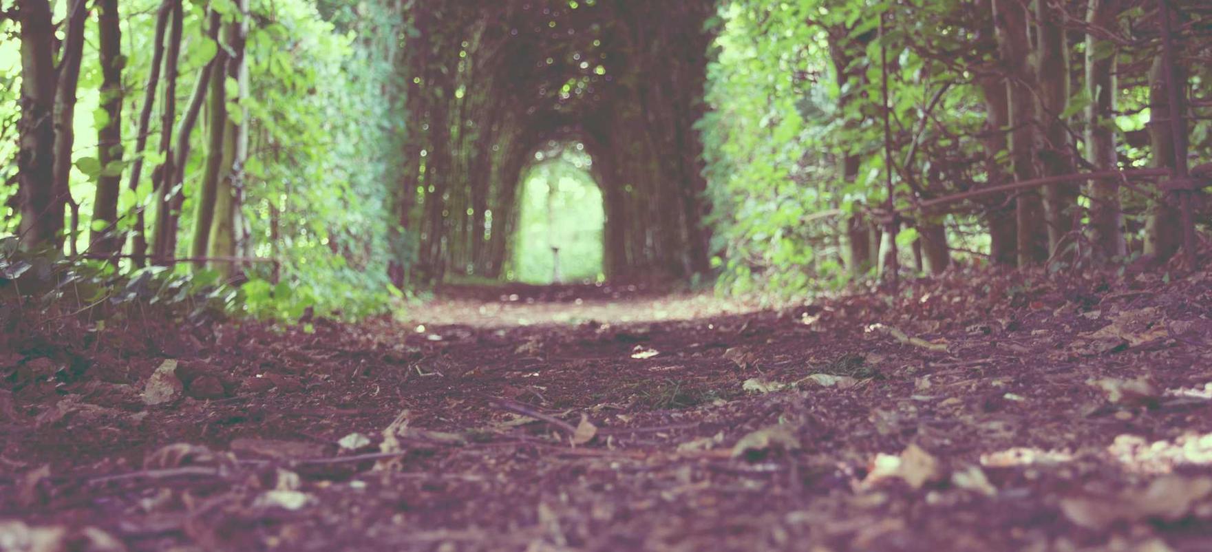 黄金叶100天叶：江西购买升降平台