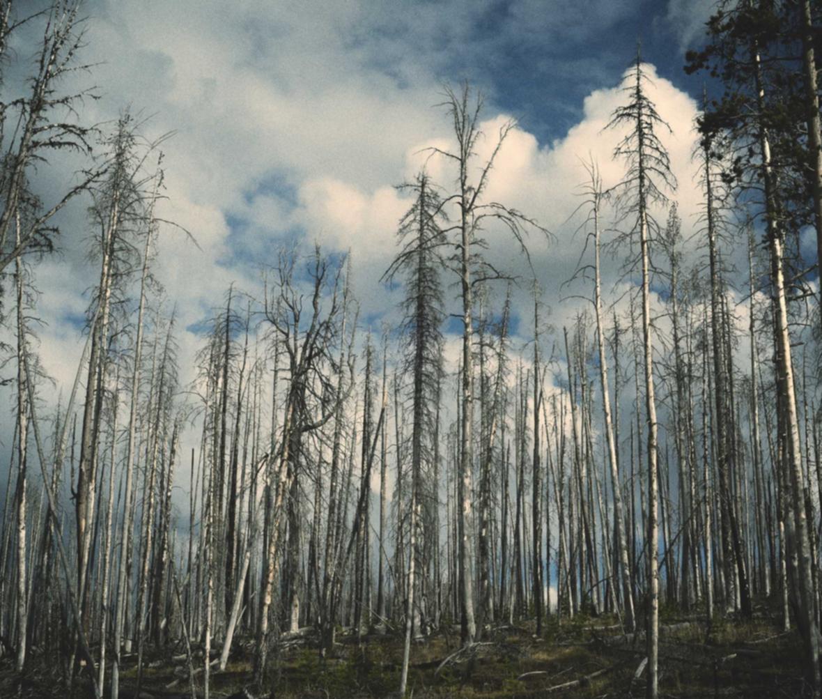 蓝梅花王：桃源美食购买平台