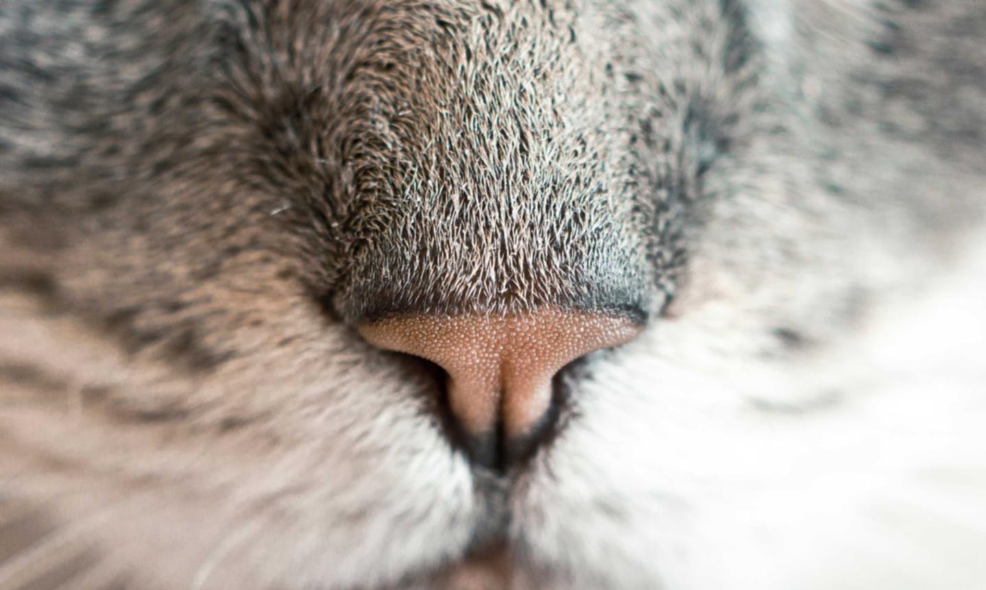 DDOS网页端平台|铁路货运app详情下载教程