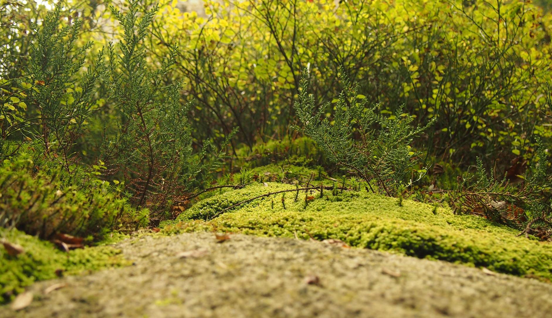 DDOS平台|金屋藏娇app详情下载教程