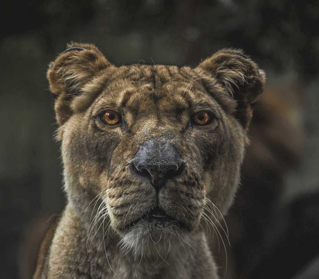 欧盟好彩蓝莓双爆珠：青岛香港注册代理