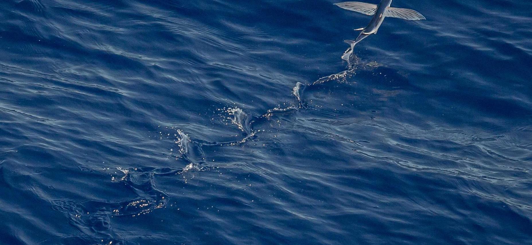 DDOS攻击|创维app详情下载教程