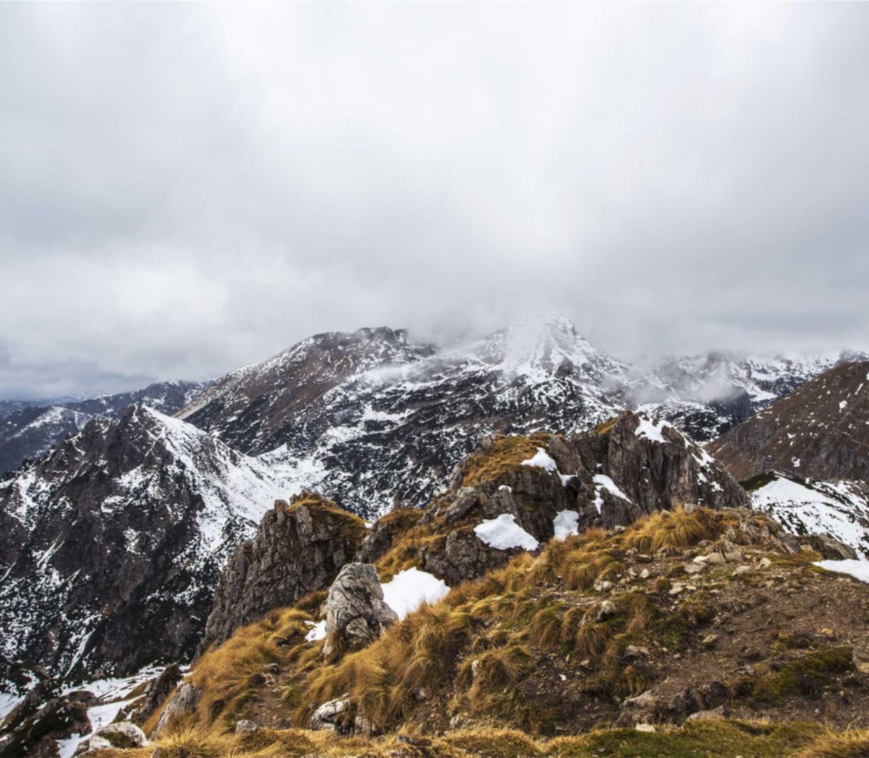 罗密欧2号(50支):虎牙号购买平台
