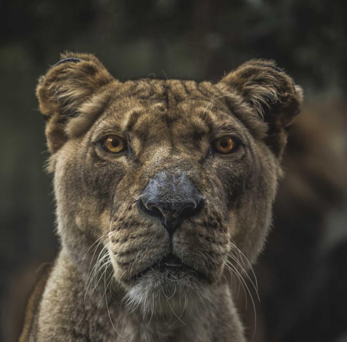 大话西游公益服代理平台