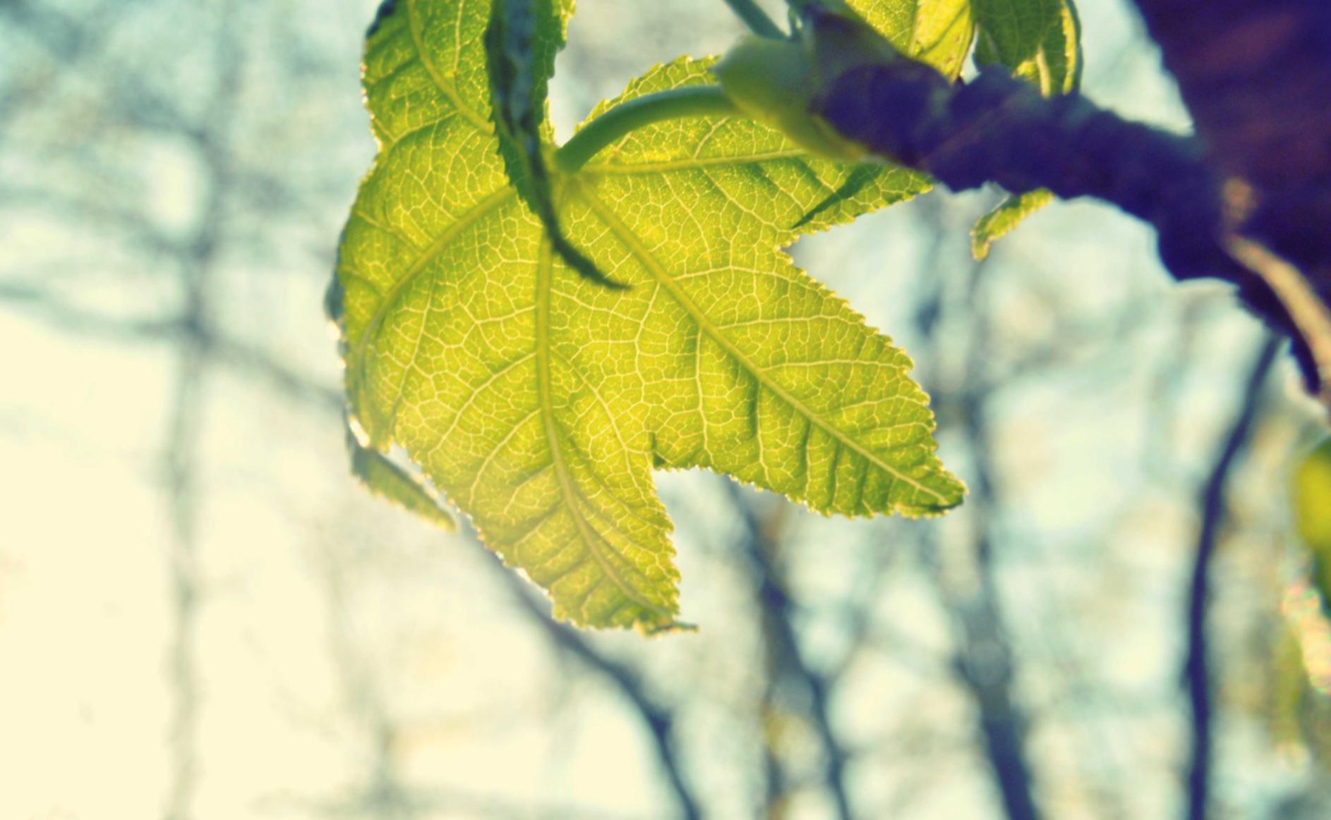 烟草分销商的危机